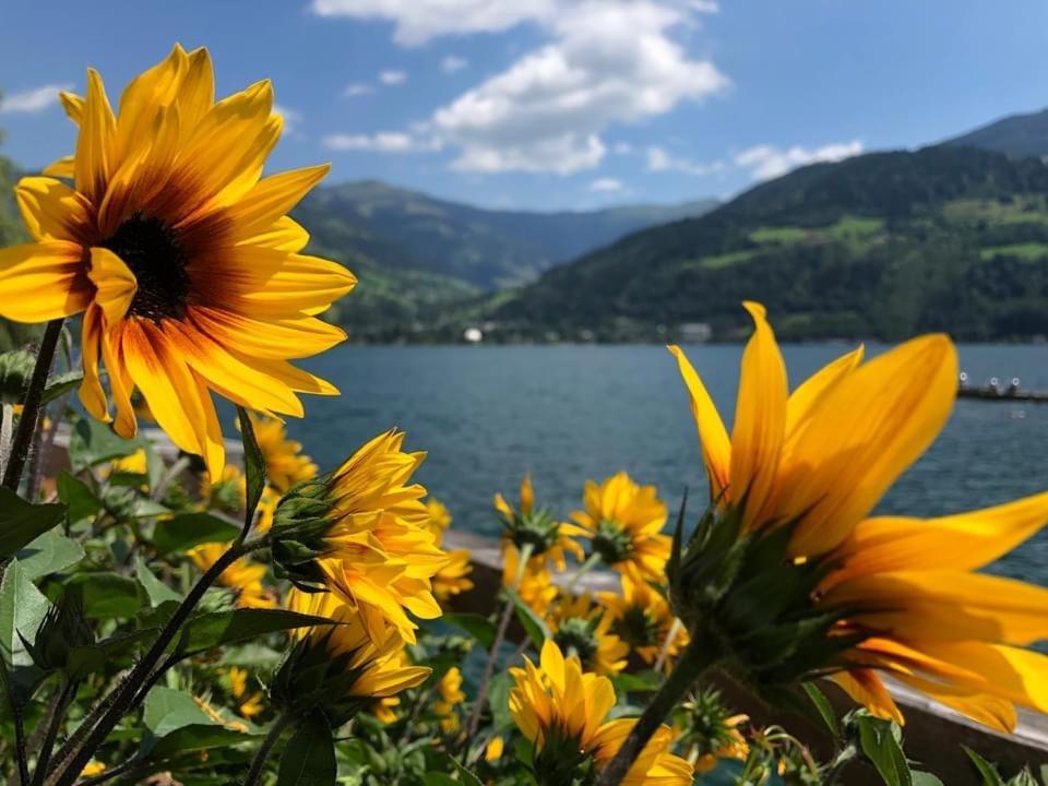 Alpen Appartements Viehhofen - Incl Sommercard Zell Am See فيهوفن المظهر الخارجي الصورة